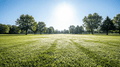 Grassy field scene, sunny daylight, low-angle view of green grass with trees under a clear blue sky.